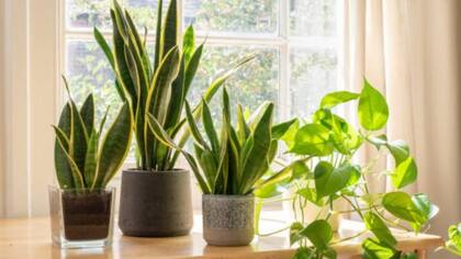 Uno de los beneficios de tener plantas en la casa es que ayudan a bajar la temperatura del hogar cuando hace calor