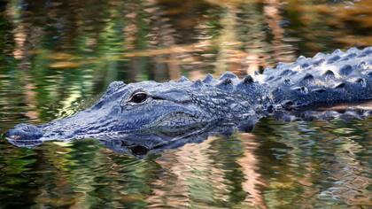 Los caimanes son frecuente en los alcantarillados de Florida