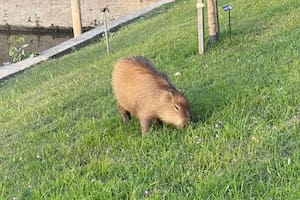 Uno de los carpinchos vistos en el Club Náutico San Isidro