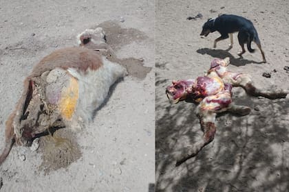 Uno de los casos reportados el miércoles pasado en El Solito, Río Negro