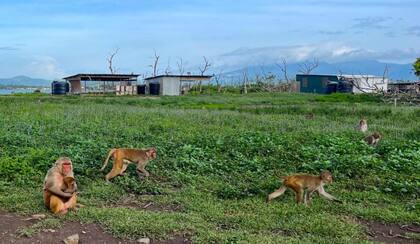Uno de los científicos asgura que los animales lo han aceptado, algo que hace su labor más fácil, porque no le temen y actúan como si no estuviese allí