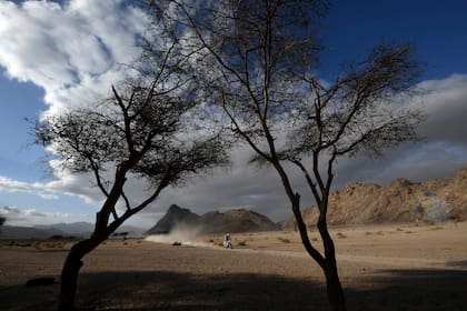 Uno de los competidores pasa cerca de la escasa vegetación de la etapa 4 que recorre desde Neom hasta Al-Ula
