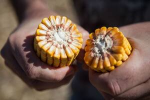 Uno de los desafíos es reducir las brechas entre los rendimientos logrados con los que podrían alcanzarse bajo ciertos límites de eficiencia productiva, económica y ambiental