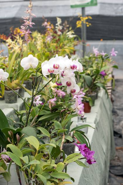 Uno de los diez invernáculos que alojan las orquídeas.