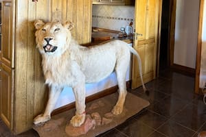 Hallan en una casa de La Pampa una enorme colección de trofeos y armas no declaradas