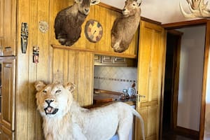 Hallan en una casa de La Pampa una enorme colección de trofeos y armas no declaradas
