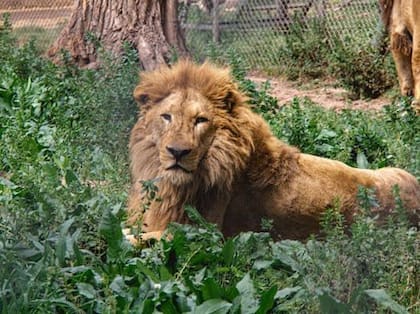 Uno de los dos leones que serán trasladados desde Luján a Arizona 