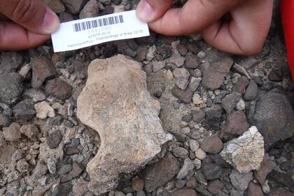 Uno de los dos nuevos especímenes de homínidos, una pelvis parcial, encontrados en el yacimiento de Lago Turkana en Kenia