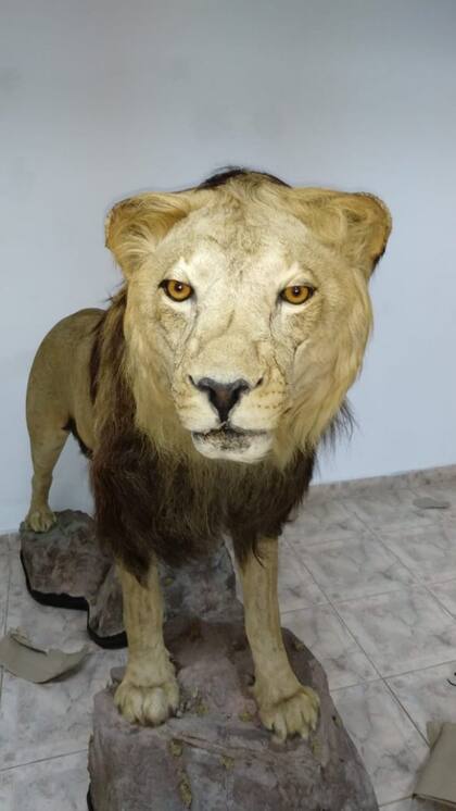 Uno de los ejemplares secuestrados