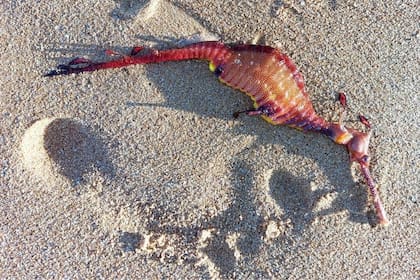 Uno de los ejemplares de dragón de mar ubicado en Mona Vale Beach, Australia