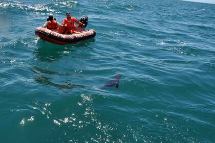 Uno de los ejemplares de lobo marino liberado en Mar del Plata
