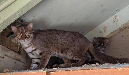 Uno de los ejemplares junto a su madre en el santuario de Porfell