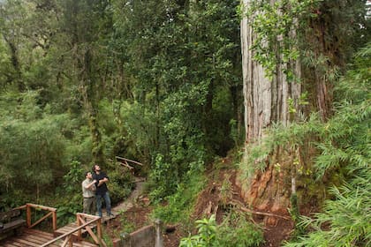 Uno de los ejemplares más antiguos del parque. Se estima que tiene más de tres mil años.