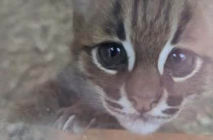 Uno de los ejemplares que ya tiene 8 semanas