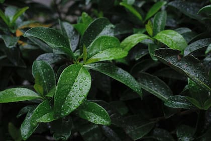 Uno de los elementos más poderosos en la tradición del Feng Shui es la hoja de laurel (Imagen ilustrativa)