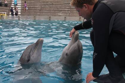 Uno de los entrenadores y los delfines