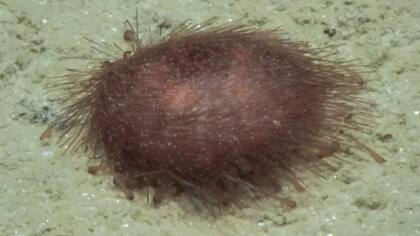 Uno de los especímenes que más llamó la atención de la científica es un erizo de mar.