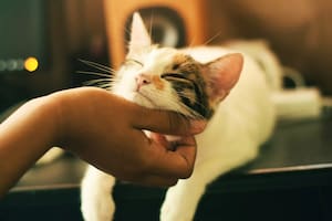 Uno de los factores que influye en cómo los gatos eligen a su persona favorita es la cantidad de tiempo que pasen juntos.