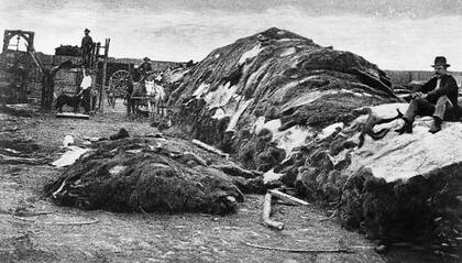 Uno de los factores que influyó en la matanza de bisontes, fue la industrialización del procesamiento de pieles