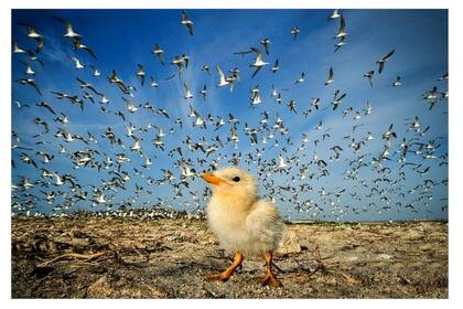 Uno de los fondos de pantallas disponibles en el sitio del National Geographic para PC y dispositivos móviles