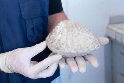 Uno de los fósiles recuperados