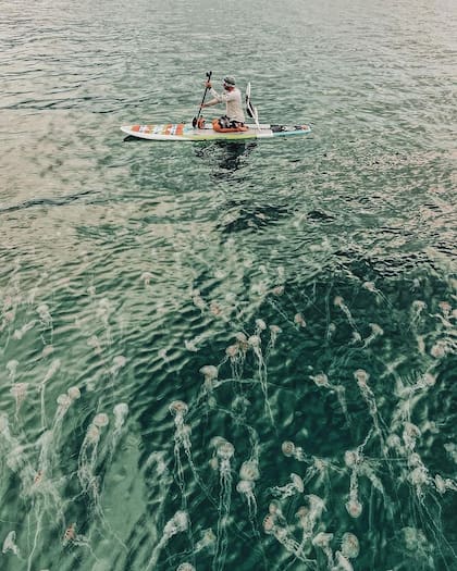 Uno de los fotógrafos ingresó al mar de Florida para fotografiar de cerca a las medusas