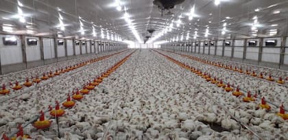 Uno de los galpones con la producción avícola