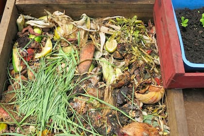 Uno de los grandes refugios para las ratas son los cestos de compost que se encuentra abiertos o al ras del suelo