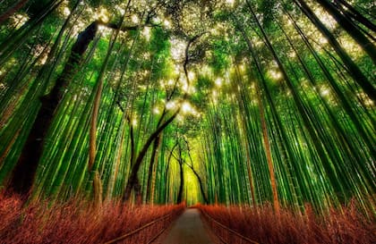 Uno de los increíbles caminos con altísimos bambús en el Sagano Bamboo Forest de Tokio.