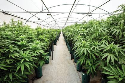 Uno de los invernaderos de Cannava, la empresa productora de cannabis de la gobernación de Jujuy