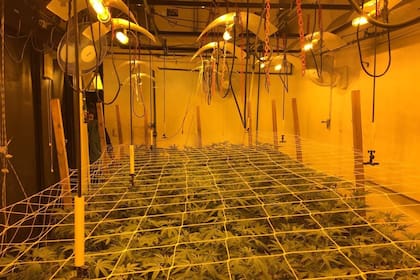 Las plantas de cannabis sativa que le secuestraron a Cristian Ferrer en una propiedad de Lanús