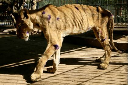 Uno de los leones dentro de su jaula