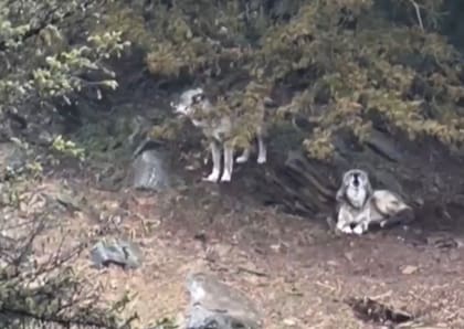 Uno de los lobos mordió al niño en el brazo (Foto: CBS)