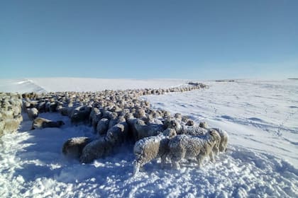Uno de los lotes de animales en medio de las fuertes nevadas que azotan la región