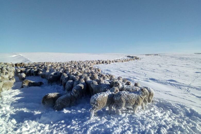 El deshielo en Santa Cruz revela el impacto de las intensas nevadas en la producción ovina