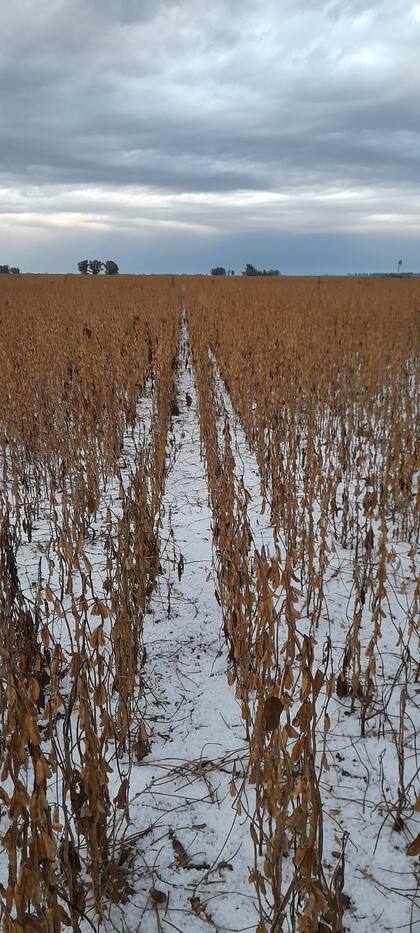 Uno de los lotes del productor Luis Ignacio Mateos
