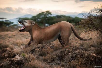 Uno de los mamíferos estudiados fue un grupo de carnívoros extintos llamados hyaenodontes