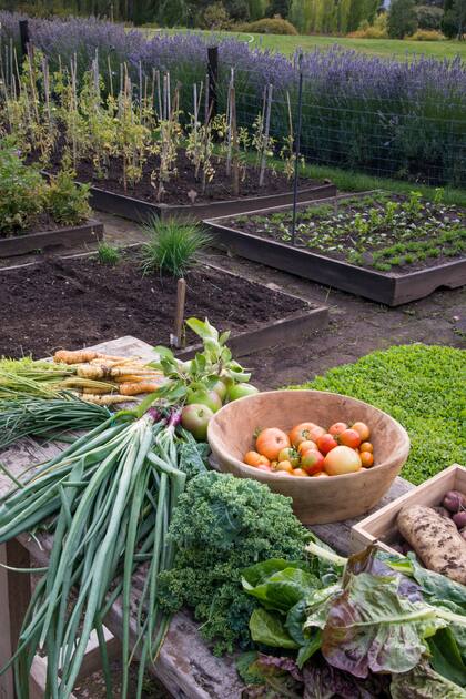 Uno de los mayores beneficios de la rotación de los cultivos es que luego habrá bajas probabilidades que las plagas ataquen un cultivo y reincidan en el otro, como las enfermedades fúnguicas.