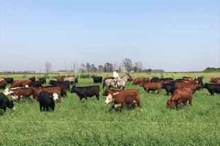 Manejo del pasto y altas cargas para una elevada producción de carne