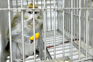 El incierto destino de 74 monos al cerrar el último centro de experimentación con primates del país