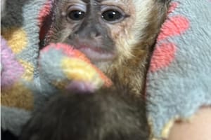 Un gendarme salvó a cinco monos silvestres que eran trasladados en una caja de manera ilegal