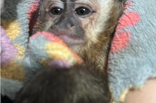 Un gendarme salvó a cinco monos silvestres que eran trasladados en una caja de manera ilegal