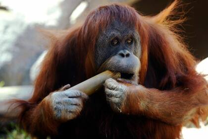 Uno de los orangutanes del zoológico de San Diego que fueron vacunados