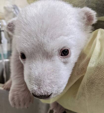 Uno de los osos polares recién nacidos tuvo que ser separado de su madre porque estaba débil, pero se recuperó gracias a la ayuda de veterinarios del zoológico (Zoológico de Detroit)