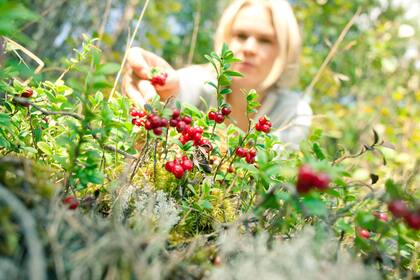Uno de los pasatiempos preferidos de los finlandeses es recolectar bayas en el bosque