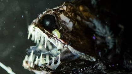 Uno de los peces más aterradores del Atlántico, el pez dragón de aleta larga, o Bathophilus longipinnis, pertenece a la familia de los barbos