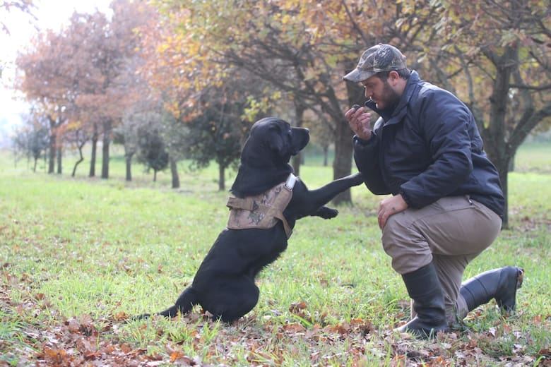 perro entrenado para las trufas