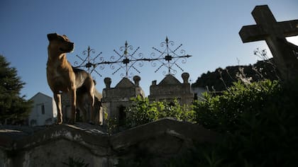Uno de los perros locales en el cementerio de La Carolina