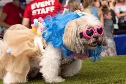 Uno de los perros participantes del desfile de disfraces
