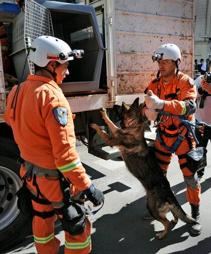 Uno de los perros que actúa en la búsqueda de personas con vida